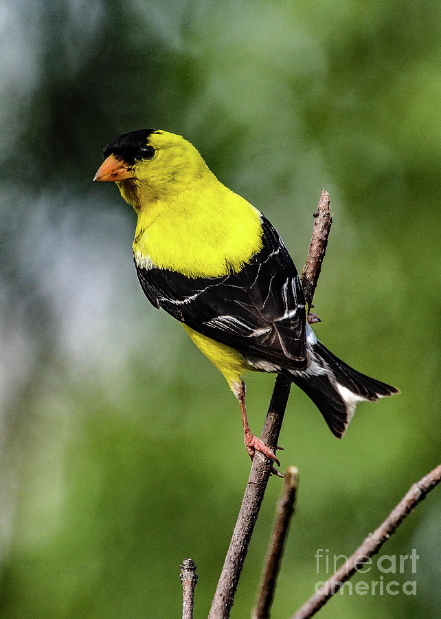 Male American Goldfinch With Sideward Glance Photograph