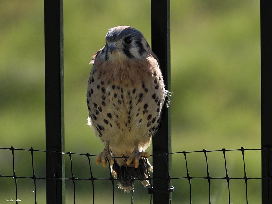 Male American Kestrel Just After Leaving The Nest Photograph