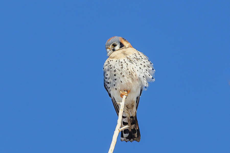 Male American Kestrel Perched Against a Blue Sky Photograph by Tony Hake