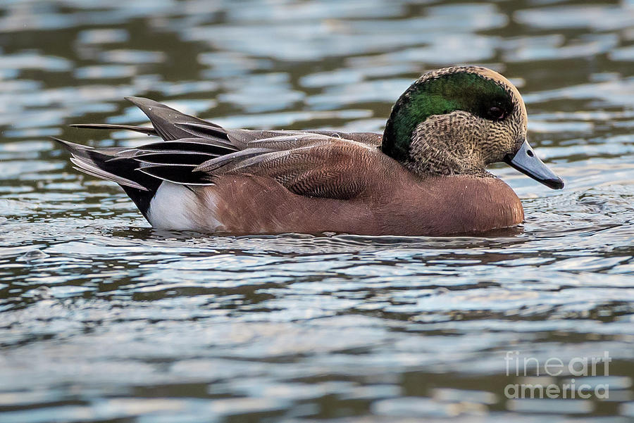 Male American Wigeon on Puget Sound near Seattle Photograph by Nancy Gleason