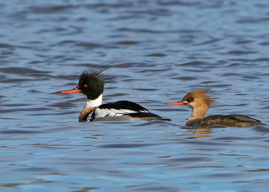 Male and Femaile Red-Breasted Mergansers Photograph by Ron Grafe