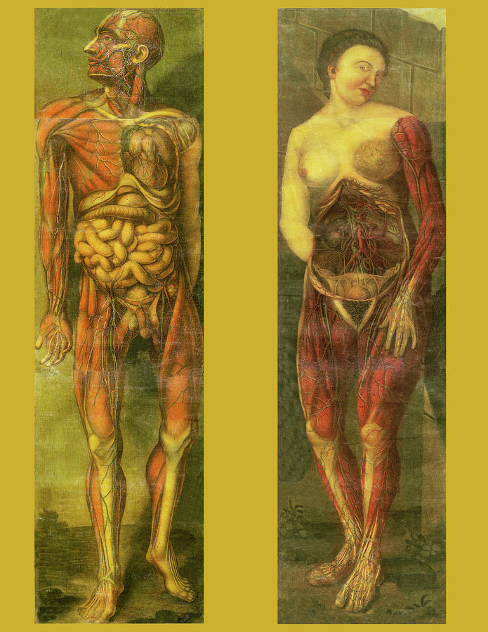 Male and Female Anatomy Engravings by Gautier Drawing by Lorena Cassady