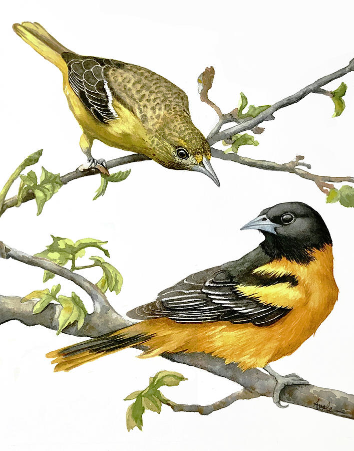 Bird Painting - Male and Female Baltimore Orioles by Linda Apple