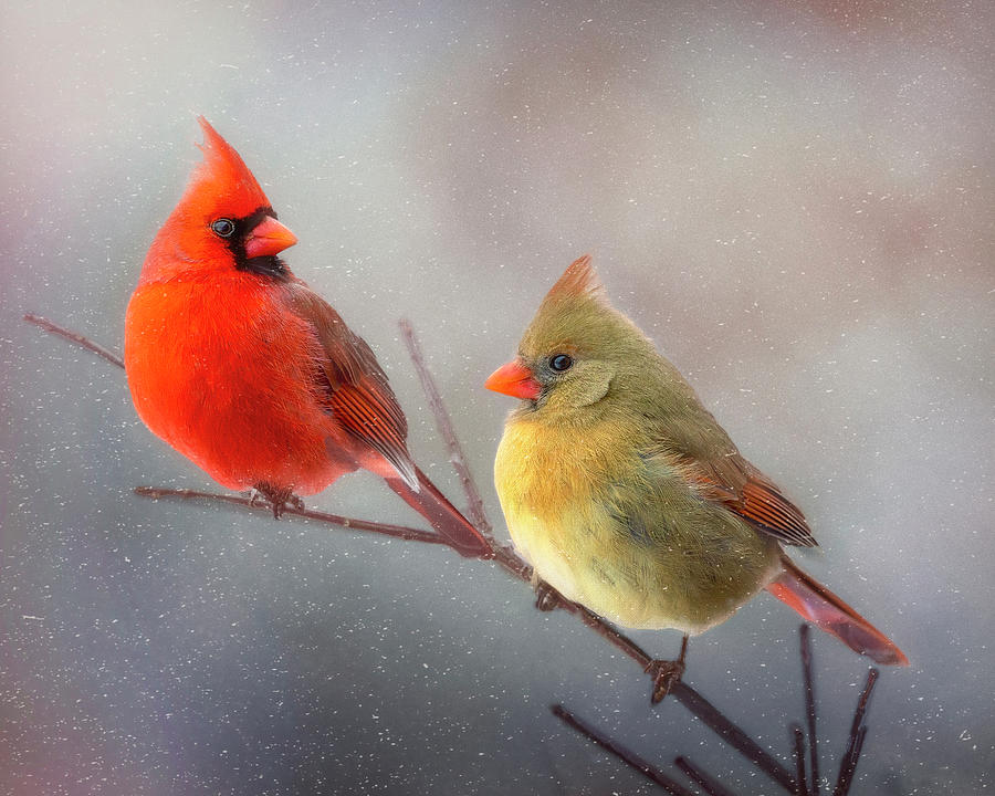 Male and Female Cardinal Photograph by Deborah Penland