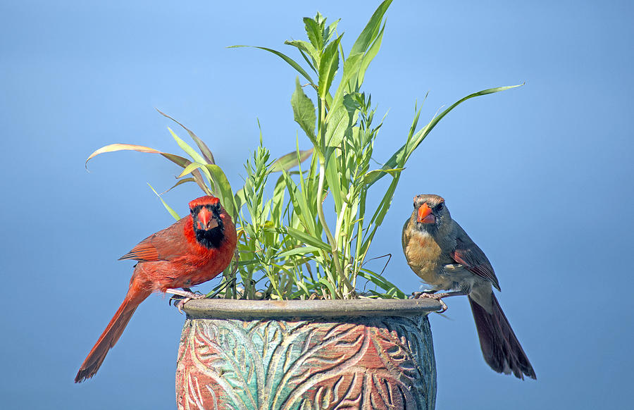 Male and female cardinals. Photograph by Rudi Von Briel