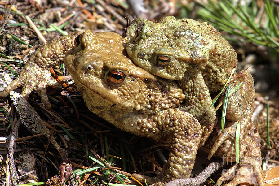 Male and Female Common Toad Photograph by Hanjo Hellmann