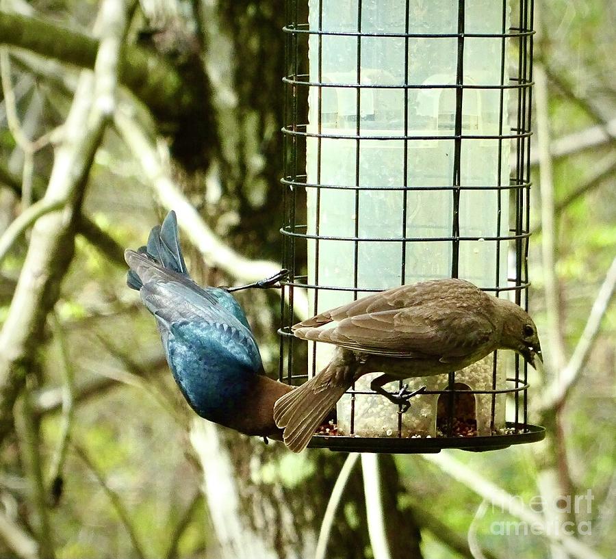 Male and Female Cowbirds  Photograph by Eunice Warfel