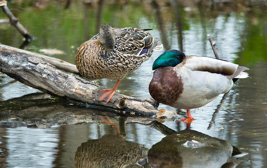 Male and Female Ducks Mixed Media by Optical Playground By MP Ray - Pixels