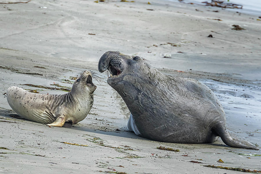 Male and Female Elephant Seal Photograph by Belinda Greb