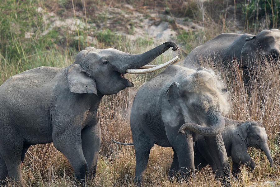 Male And Female Elephants Photograph By Hira Punjabi Fine Art America