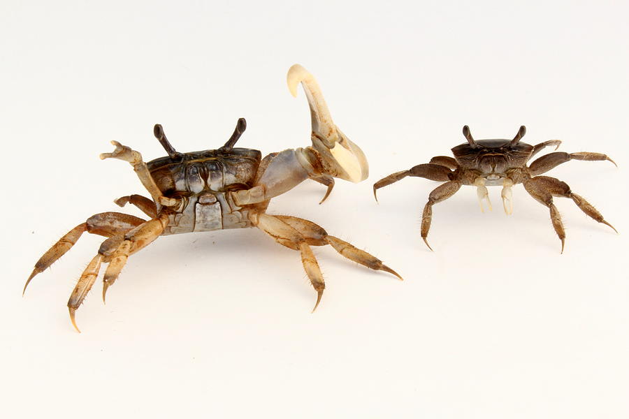 Male and female fiddler crabs Photograph by Mccluremr