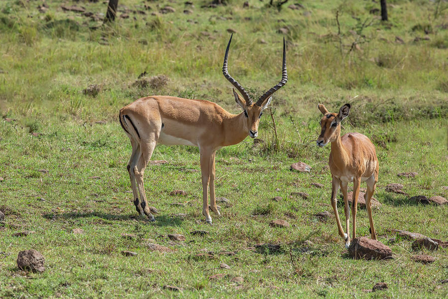 Male and Female Impala in Kenya Photograph by Lindley Johnson - Pixels