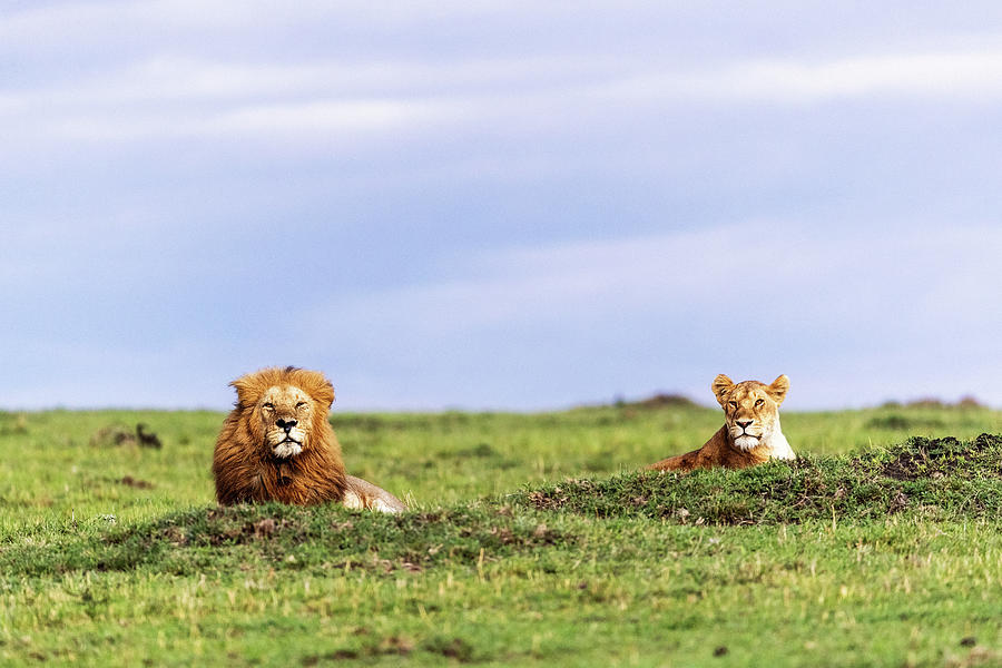 Wildlife Photograph - Male and Female Lions in Kenya Africa by Good Focused
