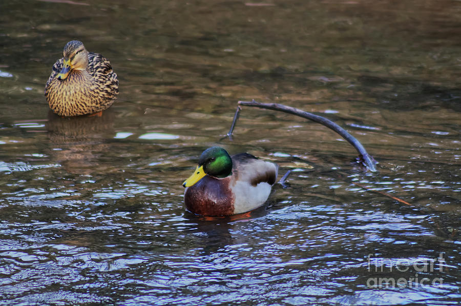 Male and female Mallard duck Photograph by Pics By Tony