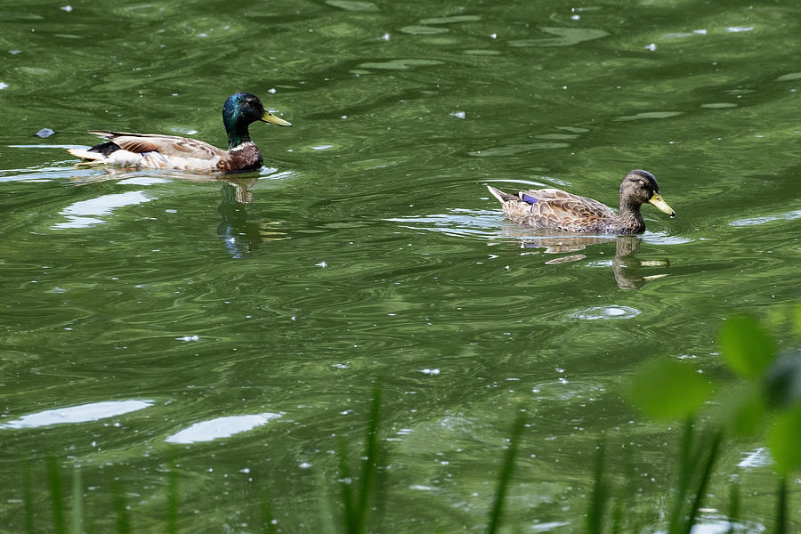 Male and Female Mallard ducks swimming in a greenish pond. Photograph ...