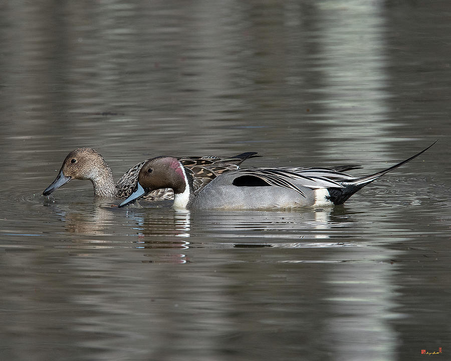 Male and Female Northern Pintails DWF0217 Photograph by Gerry Gantt