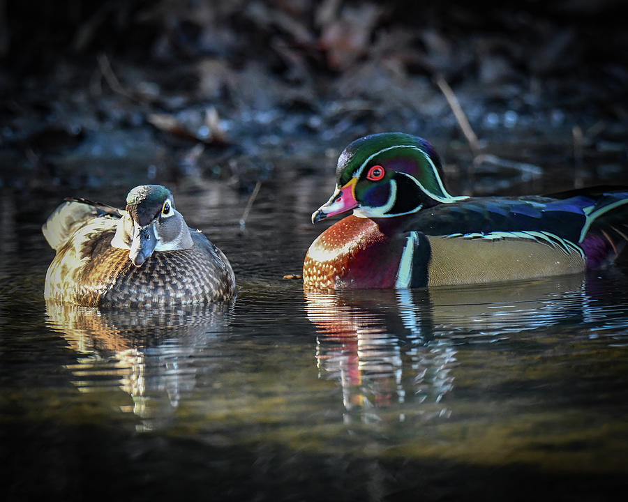 Male and Female Wood Duck Photograph by Michelle Wittensoldner