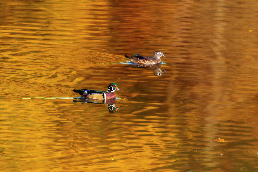 Male and female wood ducks in reflected water in the fall Photograph by Dan Friend
