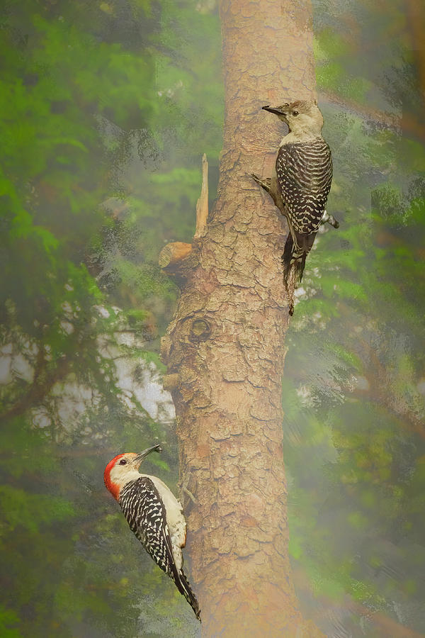 Male and Female Woodpeckers on Tree Trunk Photograph by Paul Giglia