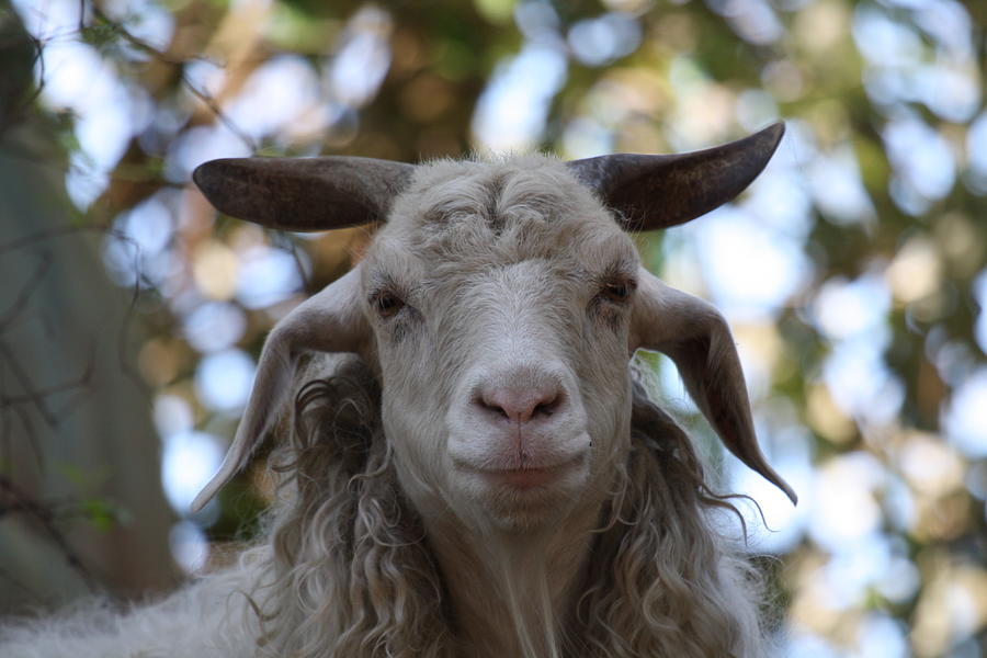 Male Angora Goat Photograph by Aria S - Fine Art America