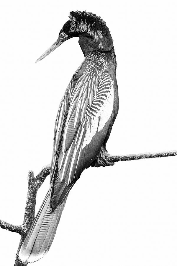 Male Anhinga displaying courtship feathers White Background Photograph by Perla Copernik