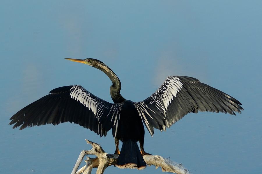 Male Anhinga Drying Out Photograph by Bradford Martin