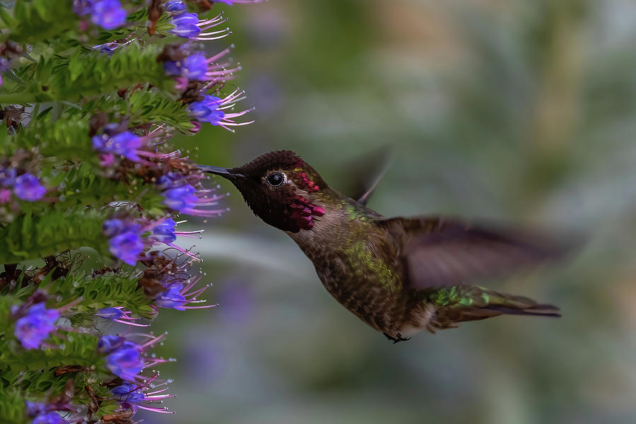 Male Annas Hummingbird 2 Photograph by MaryJane Sesto