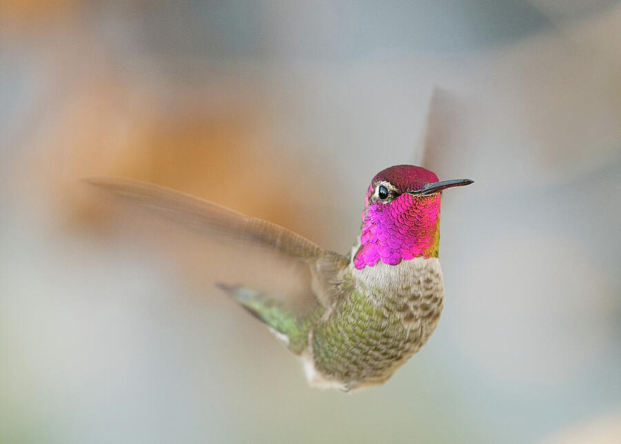 Hummingbird Photograph - male Annas Hummingbird #6 Sacramento County California by Doug Herr