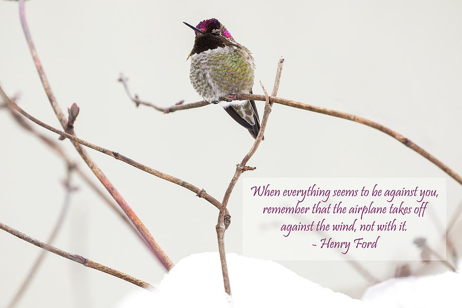 Male Annas Hummingbird and Snow - Inspirational Photograph by Peggy Collins