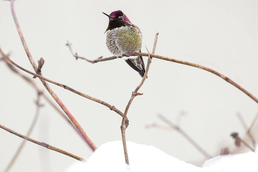 Male Annas Hummingbird in Winter Photograph by Peggy Collins