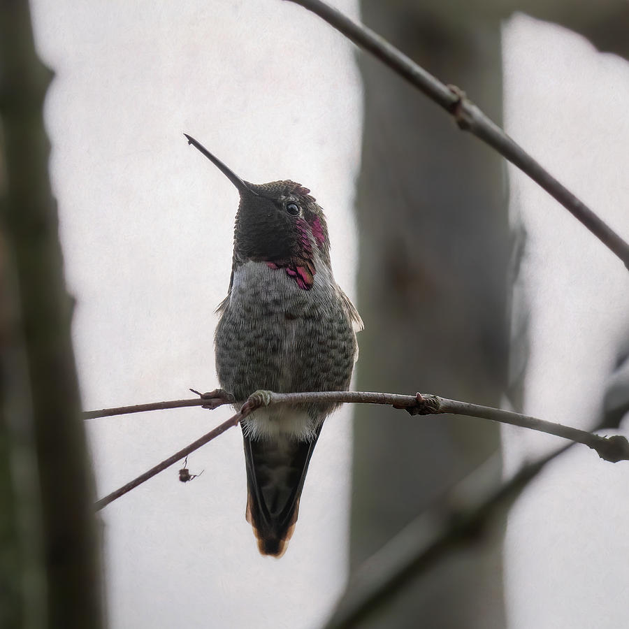 Male Annas Hummingbird, No. 1 Photograph by Belinda Greb