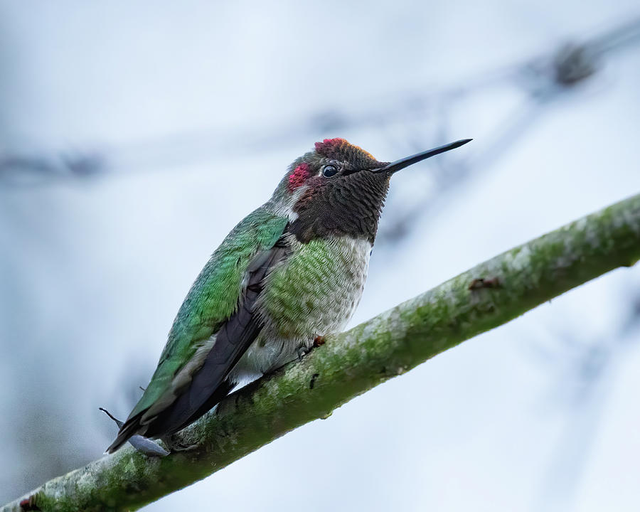 Male Annas Hummingbird, No. 2 Photograph by Belinda Greb