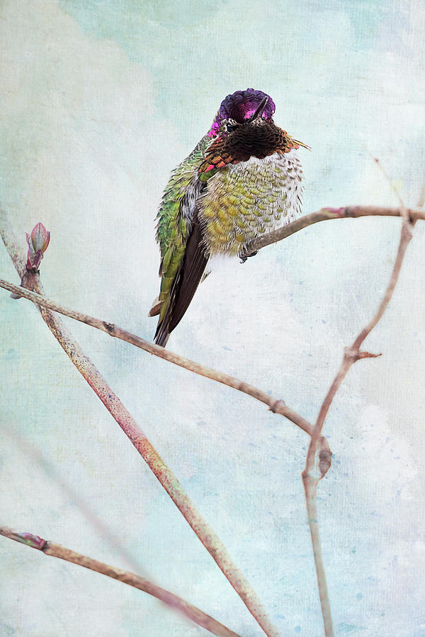 Male Annas Hummingbird - Vertical Photograph by Peggy Collins