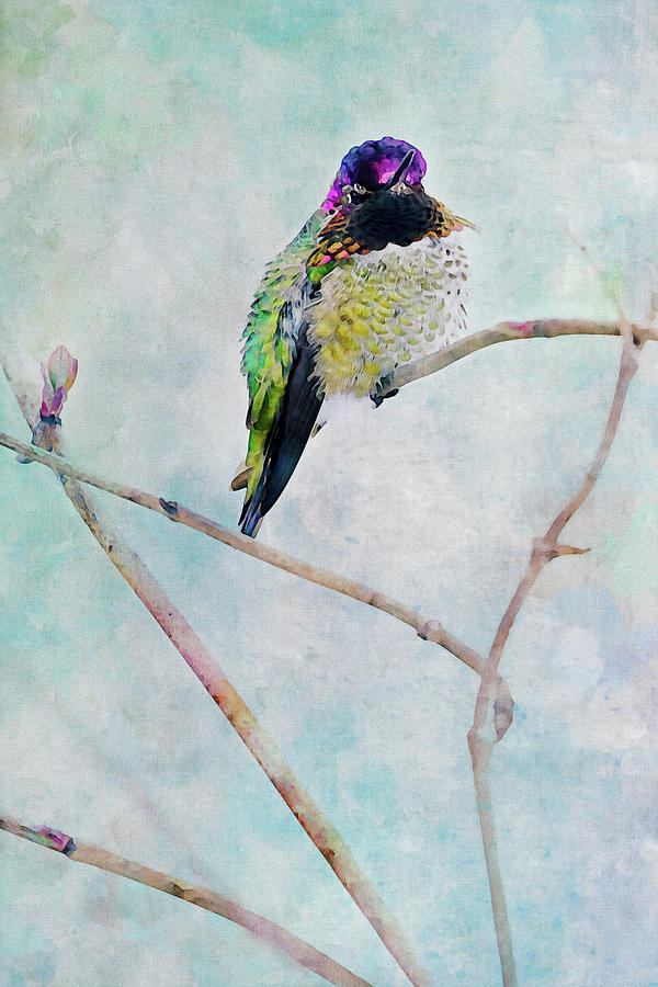 Male Annas Hummingbird Watercolor Digital Art by Peggy Collins
