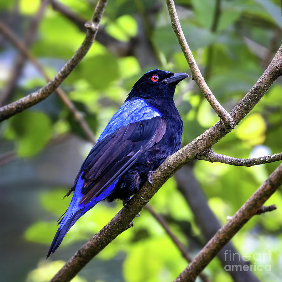 Male Asian fairy-bluebird, Irena puella, perched on a branch.  Photograph by Jane Rix