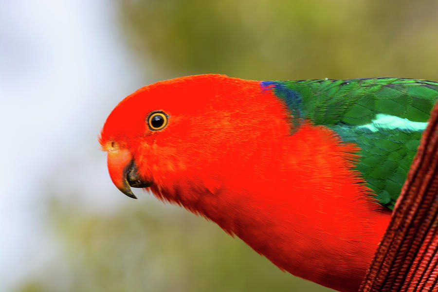 Male Australian King Parrot Photograph By Christopher Edmunds - Pixels