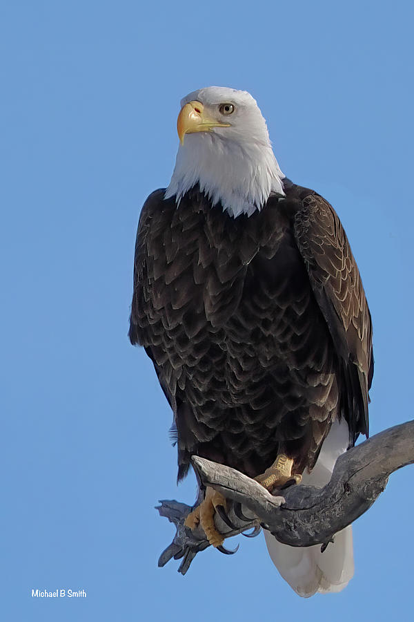 Male Bald Eagle Looking Majestic Photograph by Michael B Smith - Fine ...