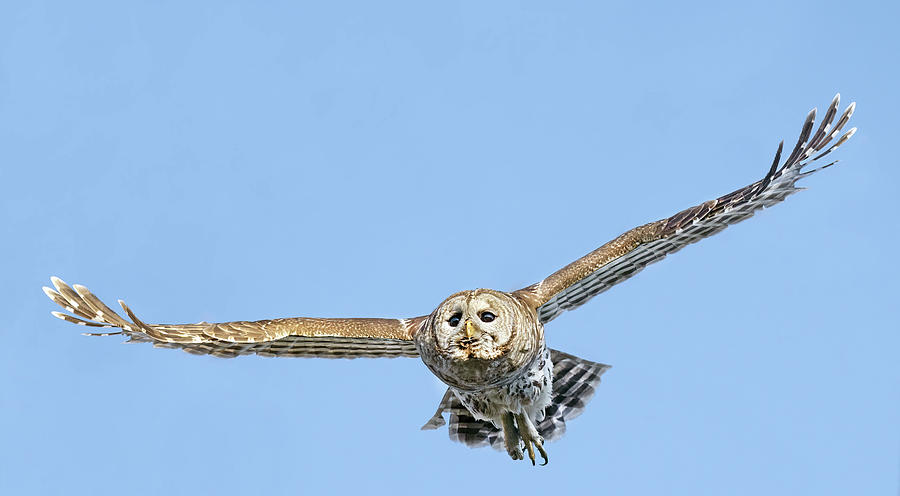 Male Barred owl in Flight Photograph by Puttaswamy Ravishankar