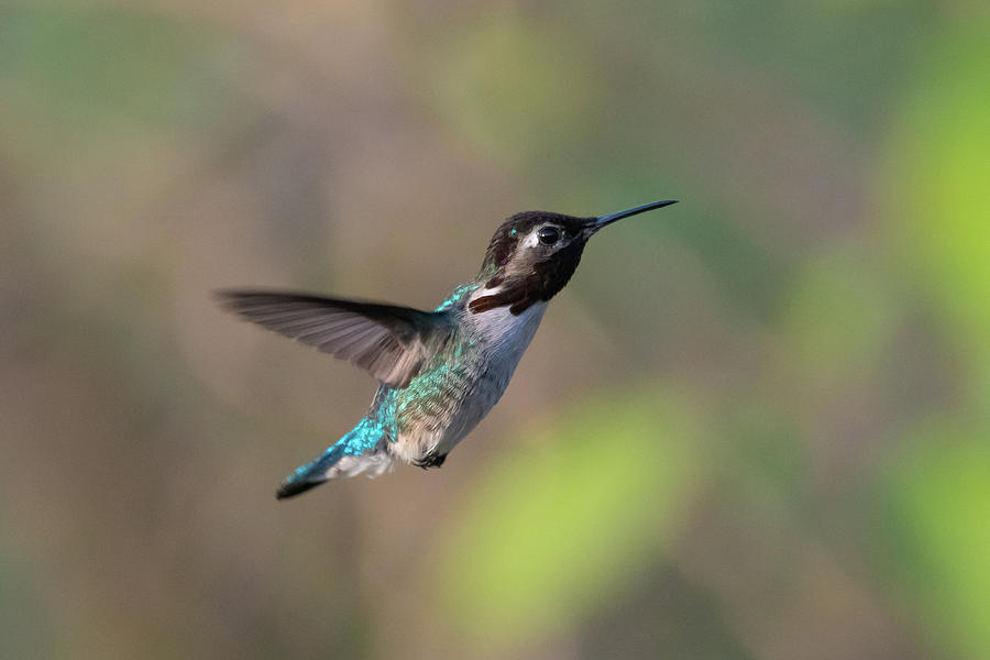 Male Bee Hummingbird in flight 1 Photograph by Ygber Gonzalez