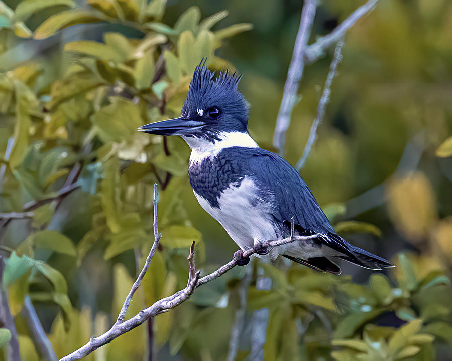 Male Belted Kingfisher Photograph by Jaki Miller