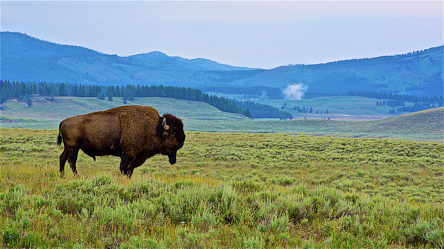 Male Bison in Hayden Valley in Yellowstone National Park, Wyoming Photograph by Ruth Hager