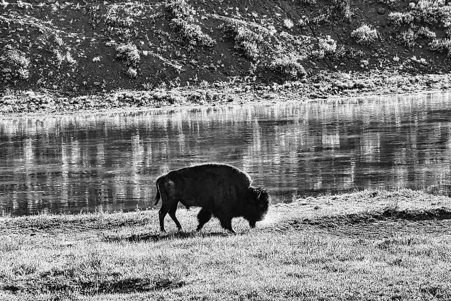 Male Bison on a Cold Morning Black and White Photograph by Judy Vincent