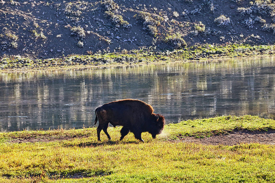 Male Bison on a Cold Morning Photograph by Judy Vincent