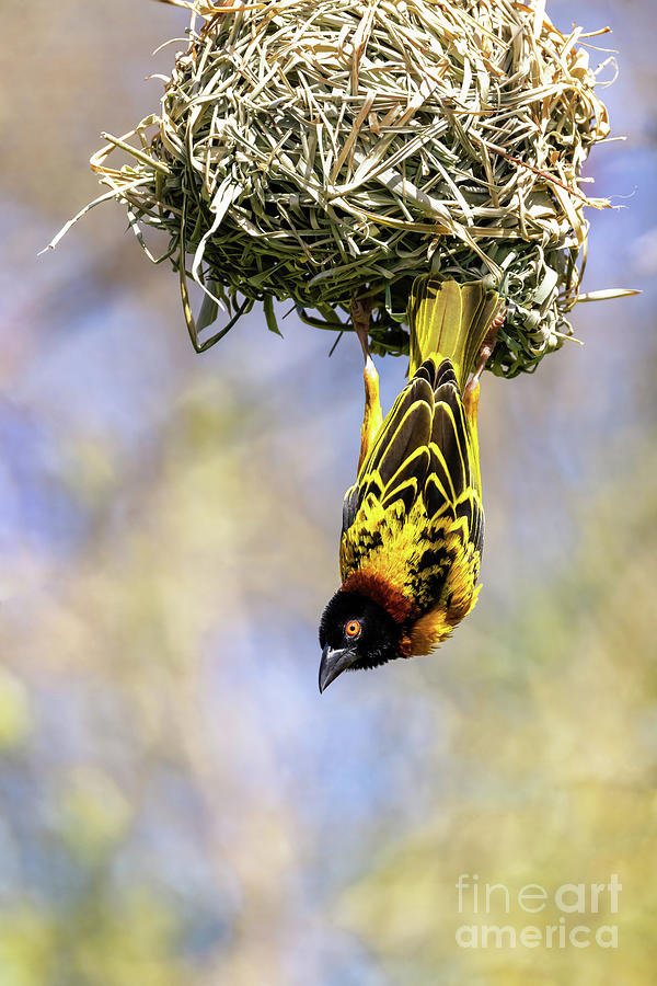 Male black-headed weaver, or yellow backed weaver bird, Ploceus  Photograph by Jane Rix