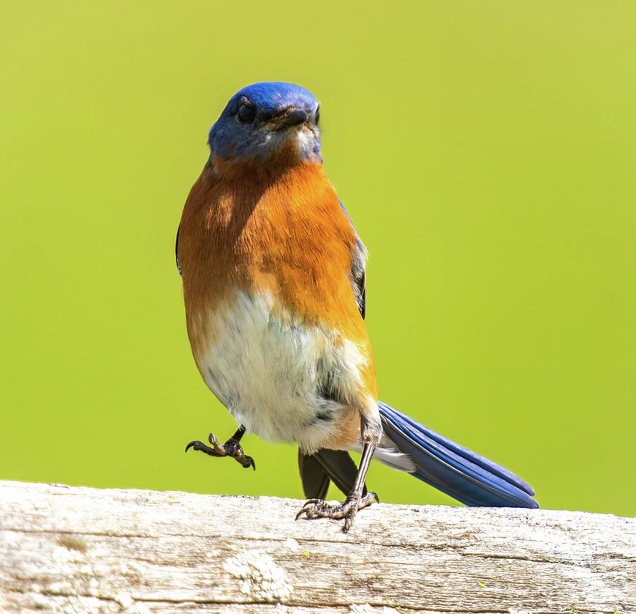 Male Blue Bird Photograph by Franklin Baker - Fine Art America