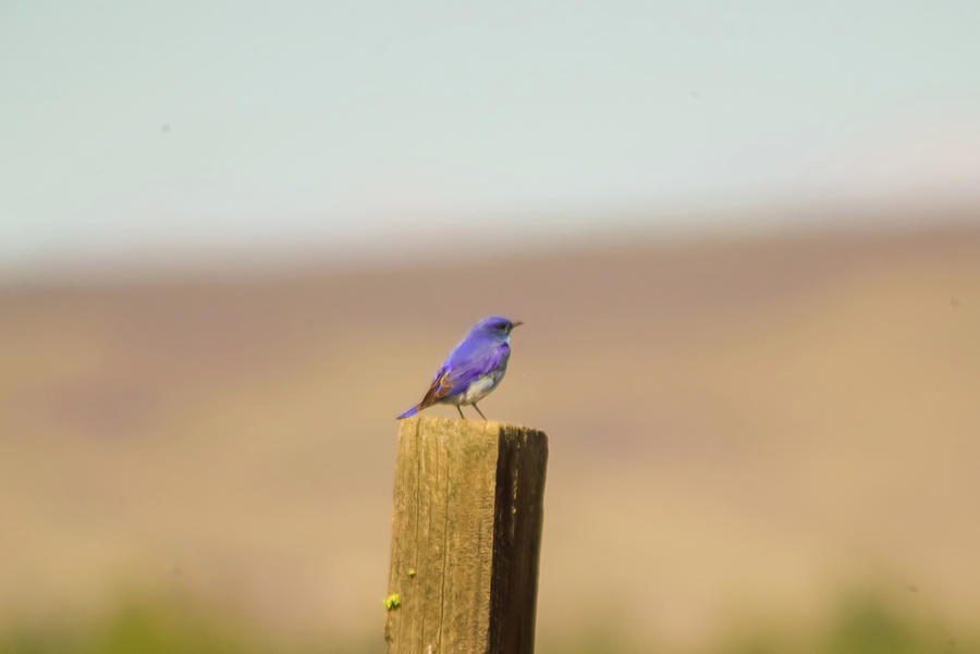 Male Blue Bird On A Fence Post Photograph by Jeff Swan