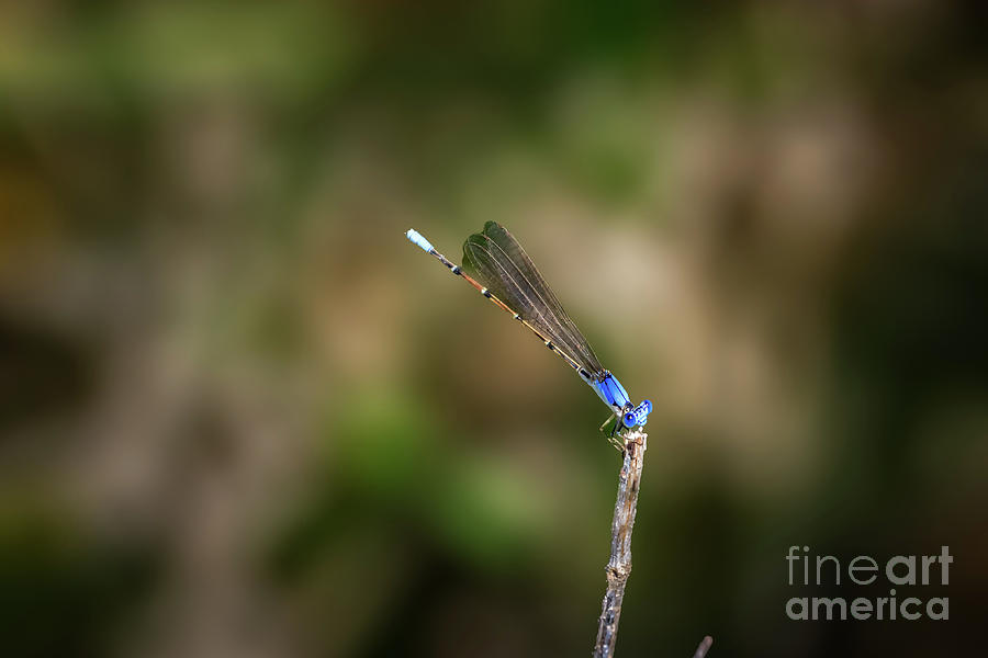 Landscape Photograph - Male Blue-fronted dancer damselfly on a lakesho by Richard Smith Landscape Photograph - Male Blue-fronted dancer damselfly on a lakesho by Richard Smith