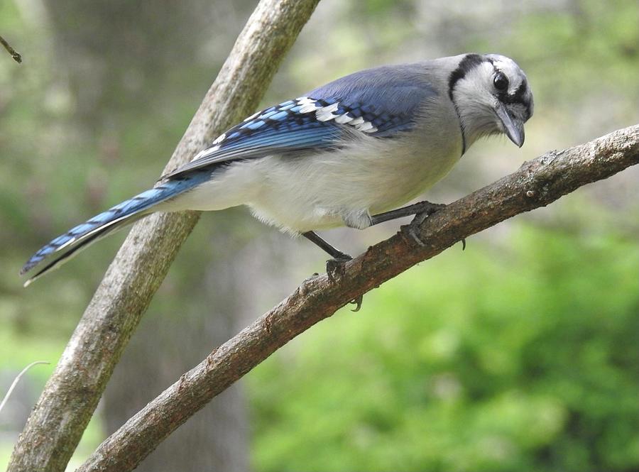 Male blue jay Photograph by Renee Longo - Fine Art America