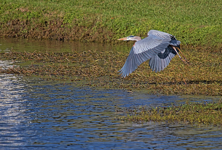 Male Blue on the Fly by Karl Ford Male Blue on the Fly by Karl Ford