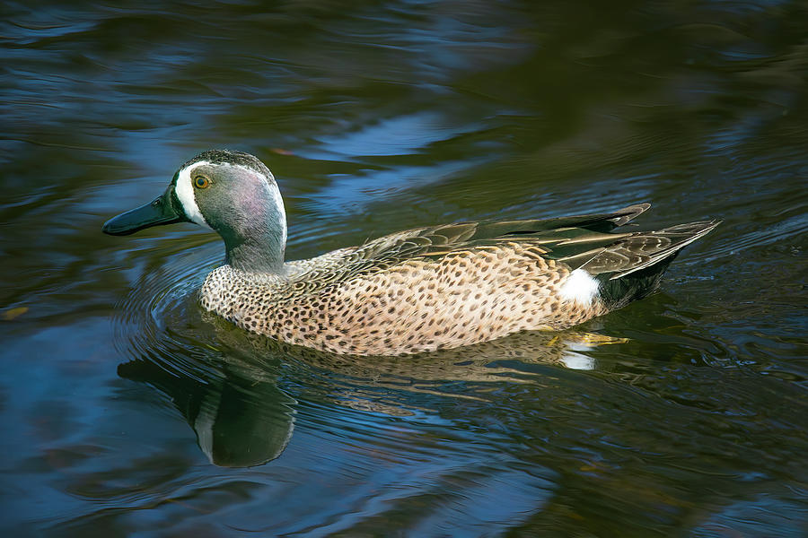 Male Blue Winged Teal Photograph by Mark Andrew Thomas